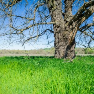 a tree in the middle of a grassy field