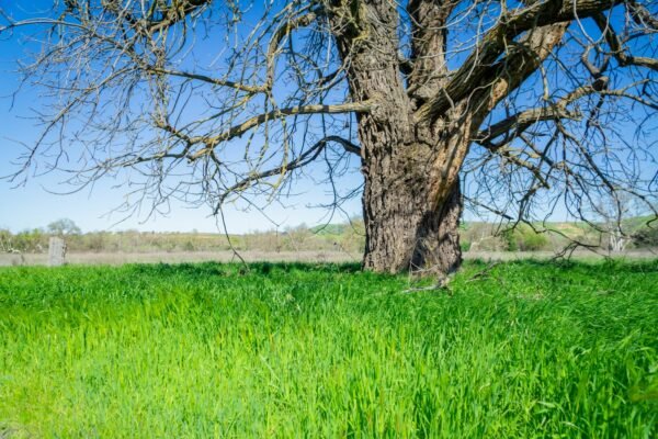 a tree in the middle of a grassy field